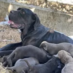 Iri Anne Babadan Dev Cane Corso Bebekler