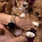 Egitimli Maltipo Yavrular