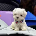 Numara Morkie Yavrular