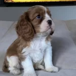 Muhteşem Irk Lekesız