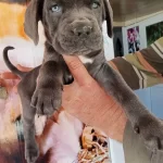 Corso Yavrularımız Sizleri Bekliyor