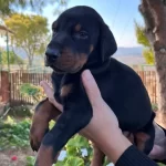 Dunyanın En Asil Doberman Yavrusu
