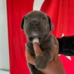 Kalın Burunlu Cane Corso Yavrularımız