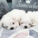 Evraklı Safkan Kar Tanesi Minik Bebekler