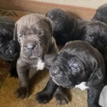 Saglıklı Cane Corso Yavrularımız