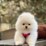 Ankaranın Gerçek Ayı Surat Boo Bebekleri