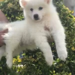 Irk Garantili Samoyed Yavrulari