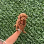 Ruhsatlı Isletmeden Kore Red Mini Poodle Bebekler