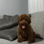 Toy Poodle Yavrularımız Irk Ve Saglık Testi Garantili