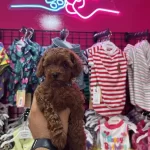 Tuy Yumagi Poodle Yavrularımiz Omurluk Ailesini Ariyor