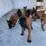 Ust Kalite Koruyucu Belcika Kurdu Yavrularım