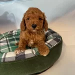 Red Browne Maltipoo Yavrularımız