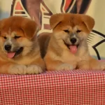 Efsane Japon Akita Inu Yavrular