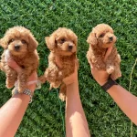 Irk Ve Saglık Garantili Mini Kore Maltipoo