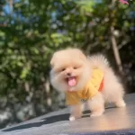 Veteriner Teknikerden Ayıcıklar