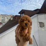 Veteriner Teknikerden Kore Kan Dark Brown