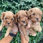 Yavrularım Saglık Ve Irk Garantilidir