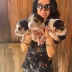 Beagle Yavrularım Sağlık Ve Irk Garantilidir