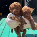 Garanli Kore Xs Mini Redbrown Kırmızı Toy Poodle