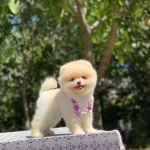 Veteriner Teknikerden Orjinal Boo Yavruları