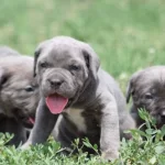 Harika Anatomi Koca Kafa Cane Corso Yavrular