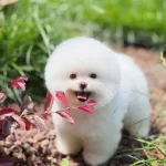 Kore Teacup Pomerianan Boo