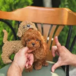 Safkan Irk Garantili Kore Teacup Poodle