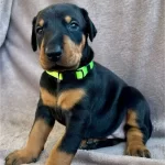 Elit King Doberman Yavruları