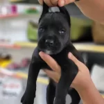 Safkan Irk Garantili Cane Corsa Yavrular