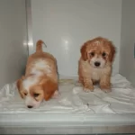 Party Color Maltipoo Bebeklerimiz