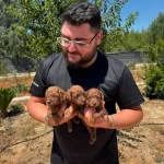 Irk Ve Saglık Garantili Mini Kore Toy Poodle Bebekler