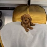Kore Tea Cup Toy Poodle Yavrularımız