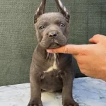 Mukemmel Irk Kalitesi Corso Yavrular