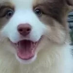 Mukemmel Border Collie Yavrular