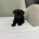 Minik Pug Bebekleriz
