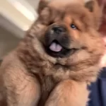 Efsane Kızıl Chow Chow Yavrularımız