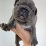 Egzotic French Bebeklerimiz