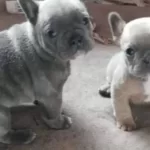 Blue Ve Blue Fawn Bebeklerimiz