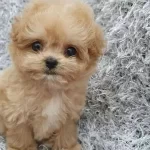 Ev Dogumlu Morkie Yavrular Numara