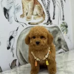 Numara Ev Dogumlu Maltipoo Bebekler