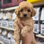 Irk Ve Saglık Garantili Magazadan Teslim Maltipo Bebekler