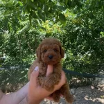 Toy Poodle Yavrular Irk Ve Saglık Garantili