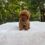 Ev Dogumlu Toy Poodle Yavrular Orjinal Numara