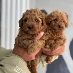 Orjinal Minyatur Poodle Yavrular