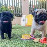 Gulen Yuz Pug Bebekler