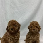 A Kalite Ev Uretimi Toy Poodle Bebekler