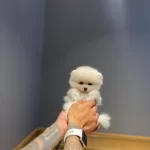 Guzeller Guzeli Ayı Surat Pomeranian Boo Ayı Surat Yavrular