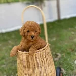 Orjinal Safkan Kilo Garantili Ve Irkının En Koyusu