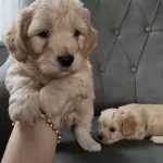 Safkan Maltipo Yavrularımız