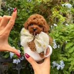 En Kucuk Boy Kore Poodle Yavrularımız